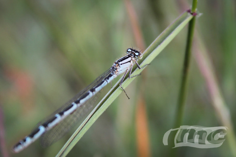 jmc2014-FotoDigital-27.jpg
